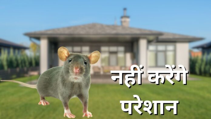 चूहे को घर से भगाने के तरीके।